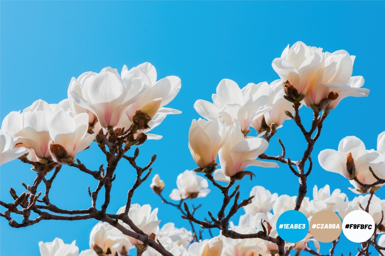 Spring is coming，多宝官网为你试色限定春季“彩妆”（组图）